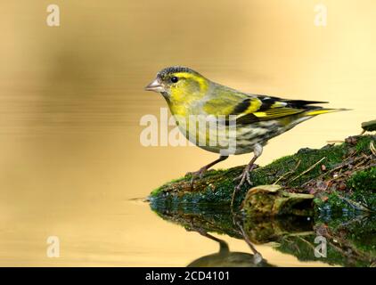 Männlicher eurasischer Siskin (carduelis spinus), der am Wasserrand des Trinkbades im niederländischen Wald steht. Stockfoto