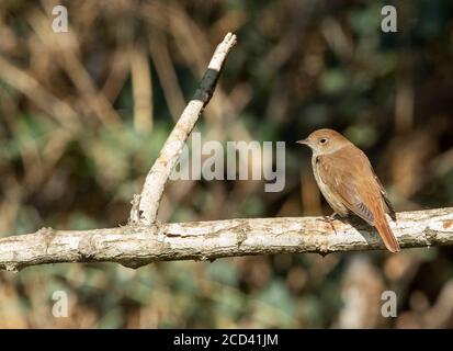 Gewöhnliche Nachtigall (Luscinia megarhynchos) während der Herbstmigration in Israel. Stockfoto