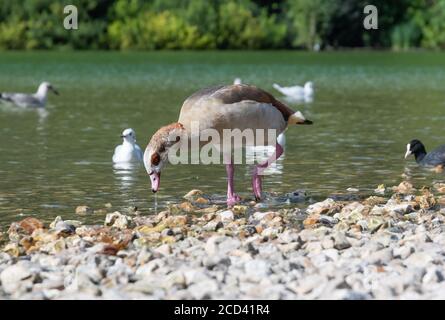 Erwachsene ägyptische Gans (Alopochen aegyptiaca) stehen am Wasser im Sommer in West Sussex, England, Großbritannien. Stockfoto