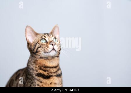 studio-Portrait einer jungen bengalkatze, die nach oben schaut Vorderseite mit weißem Hintergrund Stockfoto