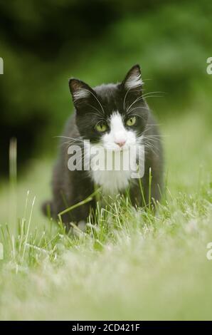 Schwarze und weiße Katze jagd in hohem Gras Liegewiese Stockfoto