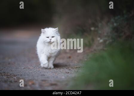 Weiße perserkatze zu Fuß in den Wald neben Zu einigen Büschen Stockfoto