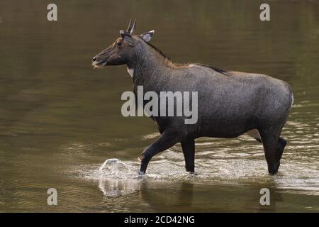 Ein Nilgai (Boselaphus tragocamelus), auch als blauer Stier überqueren eine flache Wasserkörper bei Ranthambore Tiger Reserve in Rajasthan, Indien. Stockfoto