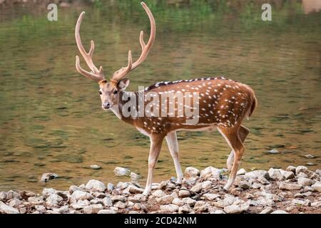 Ein männlicher Hirsch (Achsenachse), auch Chital genannt und heimisch auf dem indischen Subkontinent hier in der Wildnis und durch einen Strom am Ranthambore gesehen Stockfoto