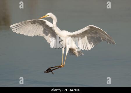 Ein großer Reiher (Ardea alba), der nach einer Landung im Wasser bei Ras Al Khor in Dubai, VAE, kommt. Stockfoto