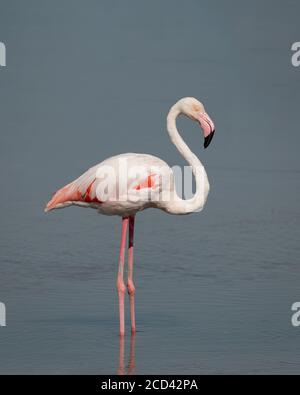 Ein großer Flamingo (Phoenicopterus roseus), hoch stehend in den flachen Gewässern bei Ras Al Khor in Dubai, VAE. Stockfoto