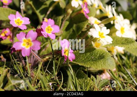 Rosa und Gelbe Primeln, Primula Vulgaris und Primula Vulgaris Sibthorpii Stockfoto