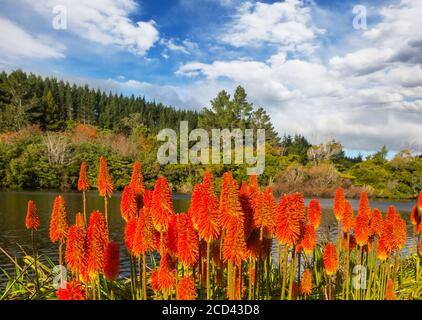 Aloe Vera Blüten blühen am Ufer des Sees, Neuseeland Stockfoto