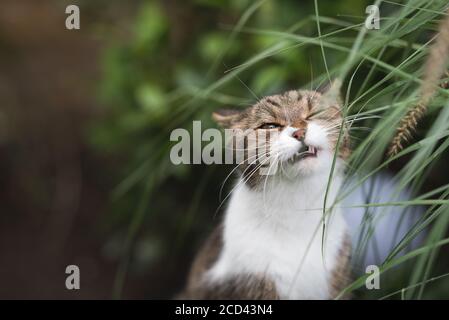 Tabby Britisch Kurzhaar Katze Kauen auf Pampas Gras mit Mund im Garten geöffnet Stockfoto