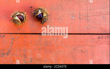 Kastanien auf weißem Hintergrund. Nüsse auf Herbstblättern. Stockfoto
