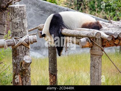 Ein Panda ist abgebildet, der selbst beim Jiawuchi spielt Naturschutzgebiet im Jiuzhai Valley National Park in Aba Tibetisch Und der autonomen Präfektur Qiang in Stockfoto