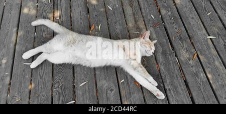 Helle Katze schläft auf einem Holzbrett Stockfoto