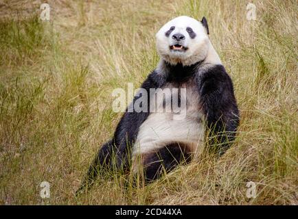 Ein Panda ist abgebildet, der selbst beim Jiawuchi spielt Naturschutzgebiet im Jiuzhai Valley National Park in Aba Tibetisch Und der autonomen Präfektur Qiang in Stockfoto