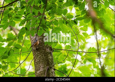 Ein Nuthatch (Sitta europaea) Sucht nach Nahrung auf einem Baumstamm, indem man nach oben geht Und runter Stockfoto