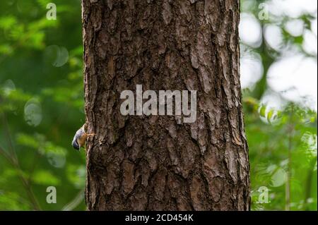 Ein Nuthatch (Sitta europaea) Sucht nach Nahrung auf einem Baumstamm, indem man nach oben geht Und runter Stockfoto