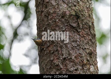 Ein Nuthatch (Sitta europaea) Sucht nach Nahrung auf einem Baumstamm, indem man nach oben geht Und runter Stockfoto