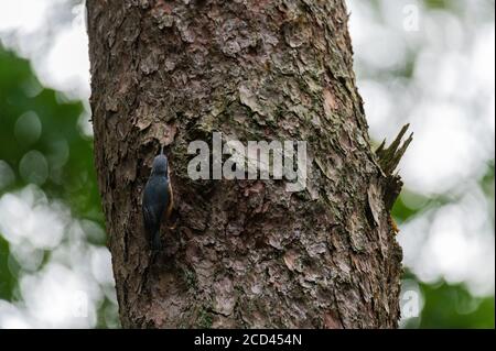 Ein Nuthatch (Sitta europaea) Sucht nach Nahrung auf einem Baumstamm, indem man nach oben geht Und runter Stockfoto