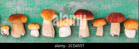 Essbare Waldpilze. Frisch gepflückte Steinpilze auf grünem Holzhintergrund. Selektiver Fokus, Draufsicht, Banner Stockfoto