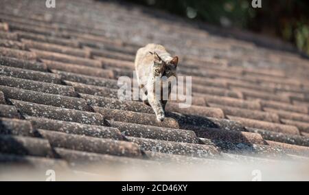 Mallorca 2019: Tortoiseshell Katze auf dem Dach an einem sonnigen Tag in Mallorca, Spanien Stockfoto