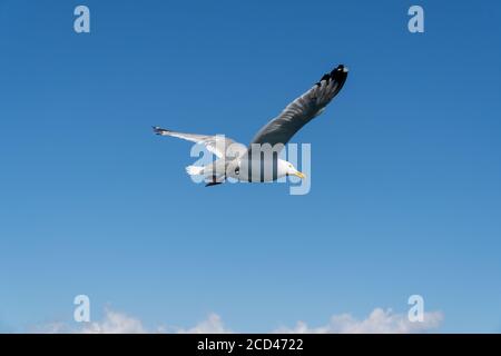 Larus mongolicus am Baikalsee. Schar weißer Möwen fliegt vorwärts. Rückansicht Stockfoto