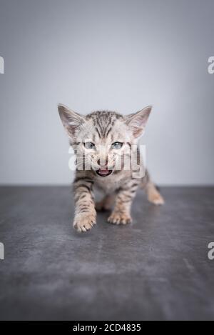 8 Wochen alte schwarz silber gestromte bengal Kätzchen, die auf Betonboden in Richtung Kamera gehen und die Kamera beim Miowing betrachten Stockfoto