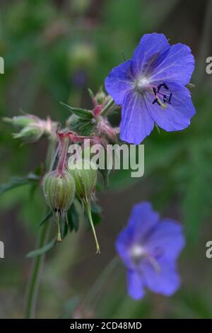 Wiesenkrane-Schnabel (Geranium pratense) Blume Stockfoto