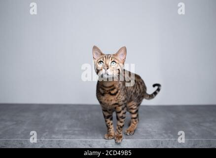 Braun gefleckt tabby bengal Kätzchen stehen auf Betonboden in Die Vorderseite der weißen Wand sieht neugierig aus Stockfoto