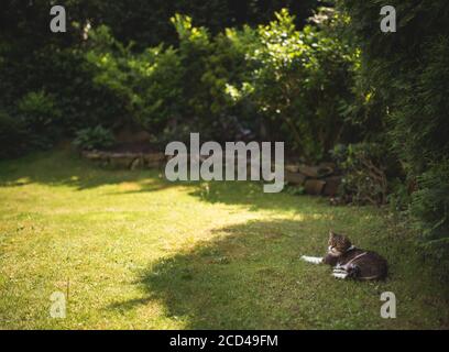 Tabby weiße britische Kurzhaarkatze im Schatten entspannen Ein Busch im Hinterhof an einem sonnigen Sommer Tag Stockfoto