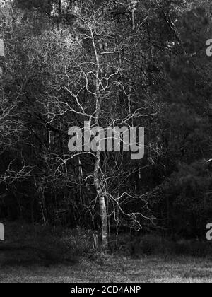 The Woodlands TX USA - 02-03-2020 - Dead Tree in Die Open in B&W Stockfoto