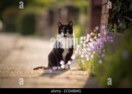 Schwarz-weiße Hauskatze auf dem Bürgersteig neben einigen Blumen sitzen Beobachtung der Gegend Stockfoto