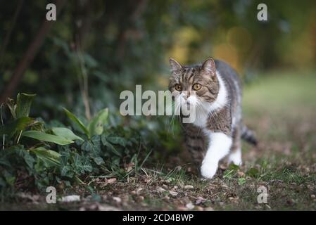 Vorderansicht einer gestromten weißen britischen Kurzhaarkatze Durch den Garten neben Efeu Stockfoto