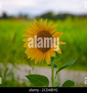 Blick auf eine Sonnenblumenblume in voller Pracht mit dem Hintergrund mit grünen Farben nicht fokussiert Stockfoto