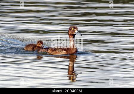 Die getuftete Ente mit ihrem niedlichen Küken schwamm auf dem Kellersee, Ostholstein, Deutschland. Stockfoto