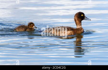 Die getuftete Ente mit ihrem niedlichen Küken schwamm auf dem Kellersee, Ostholstein, Deutschland. Stockfoto