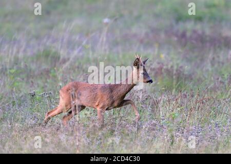 Die Europäische Reh, auch als die westlichen Rehe, chevreuil, oder einfach Rehe oder Reh genannt, ist eine Pflanzenart aus der Gattung der Hirsche. Stockfoto
