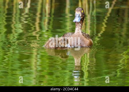 Die getuftete Ente mit ihrem niedlichen Küken schwamm auf dem Kellersee, Ostholstein, Deutschland. Stockfoto