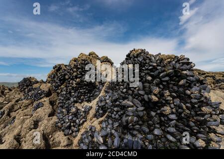 Wilde blaue Muscheln (Mytilus edulis), die an der felsigen Westküste der Grafschaft Kerry, Irland wachsen Stockfoto