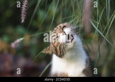 Tabby Britisch Kurzhaar Katze essen Pampas Gras im Garten Stockfoto