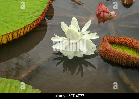 Die schöne weiße Lotusblume oder Seerose Reflexion mit Das Wasser im Teich.die Spiegelung des weißen Lotos Mit dem Wasser Stockfoto