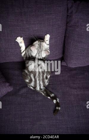 Verspielte silberne Tabby britische Kurzhaarkatze kratzt purpurne Couch nach oben Stockfoto