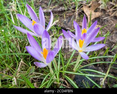 Krokusse trocknen nach dem Regen ab Stockfoto