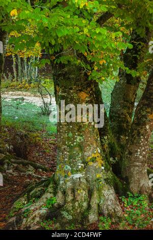 Flechten auf der Rinde eines Buchenstammes Stockfoto