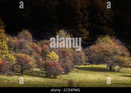 Herbststräucher in Prati D'Angro, Villavallelonga. Abruzzen Stockfoto