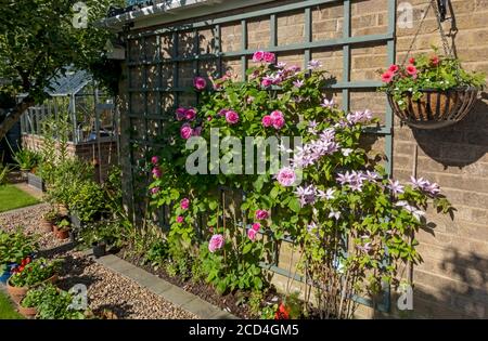 Rosa Rose „Gertrude Jekyll“ und Clematis „Samaritan Jo“, die auf Spalieren auf einer Gartenwand wachsen Blumen, die im Sommer England blühen Stockfoto