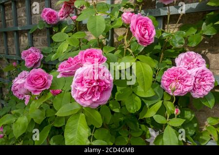 Gertrude Jekyll Rosen wachsen auf Spalier an einer Wand rosa Blumen Blume blüht im Garten im Sommer England Großbritannien Großbritannien Großbritannien Großbritannien Großbritannien Großbritannien Großbritannien Stockfoto