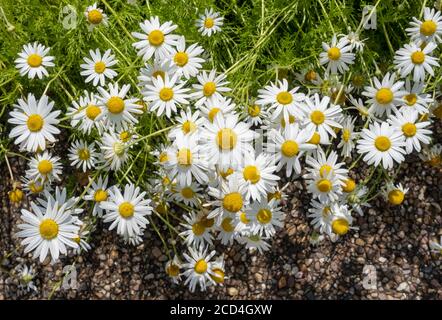 Nahaufnahme der weißen Kamille Gänseblümchen Kamille Kräuterblüten auf Wegrand von oben England GB Großbritannien GB Großbritannien Stockfoto