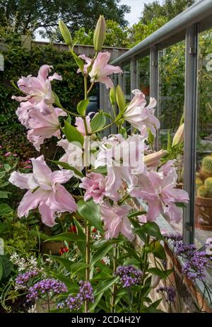Nahaufnahme von rosa Lilien Blüten blühende Blüten, die draußen in Topfbehälter im Sommergarten wachsen England Großbritannien Großbritannien Großbritannien Großbritannien Großbritannien Großbritannien Großbritannien Großbritannien Großbritannien Großbritannien Großbritannien Großbritannien Großbritannien Großbritannien Großbritannien Großbritannien Großbritannien Großbritannien Großbritannien Großbritannien Großbritannien Großbritannien Großbritannien Stockfoto