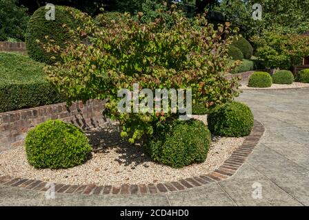 Geformte Kastenpflanzen im Sinnesgarten auf dem Gelände Von St. Anthony's Hall im Sommer York North Yorkshire England Großbritannien Großbritannien GB Großbritannien Großbritannien Stockfoto