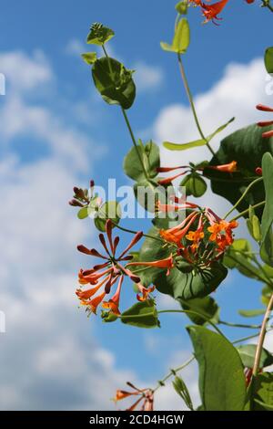 Eine Dropmore Scarlet Honeysuckle Vine mit orangen und gelben Blüten am blauen Himmel mit weißen, flauschigen Wolken im Sommer in Wisconsin, USA Stockfoto