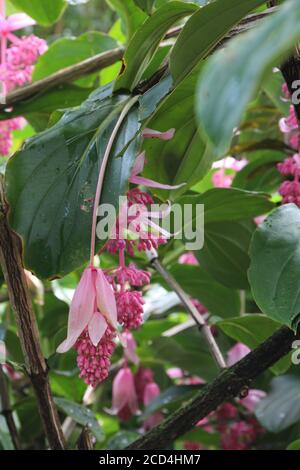 Eine blühende Medinilla magnifica, Philippine Orchid, Pflanze in einem Regenwald in Hana, Maui, Hawaii, USA Stockfoto